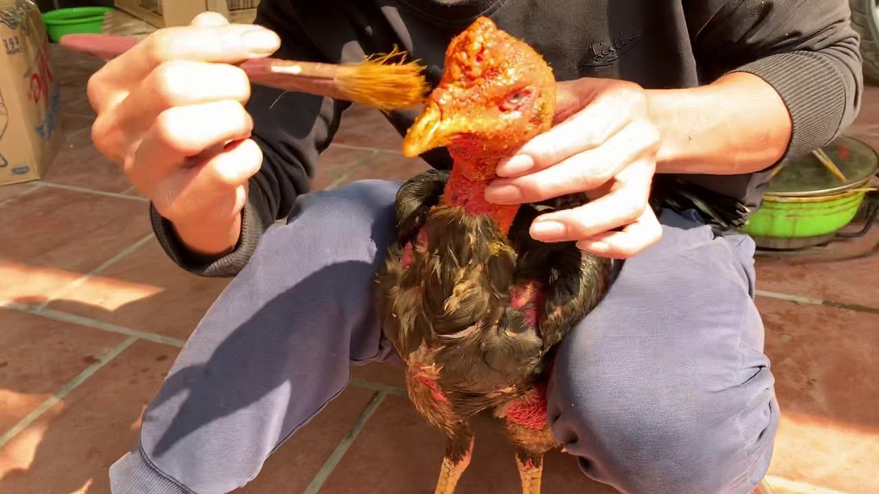 Vào nghệ cho gà đòn giúp da dày, giảm mỡ
