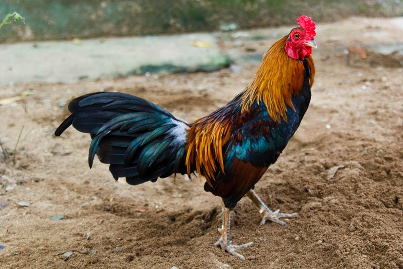 Dựa vào hình thể là cách chọn gà tre đá cựa chuẩn